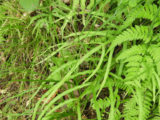 葉山の棚田 033イノモトソウ