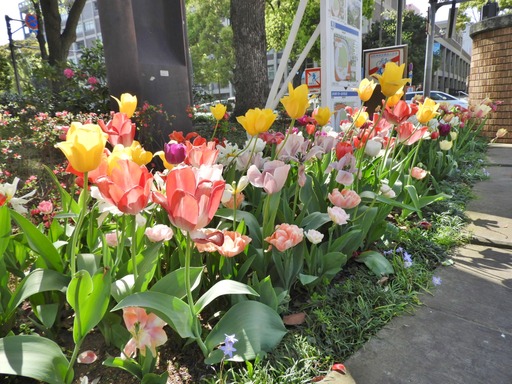 横浜公園 チューリップ 001