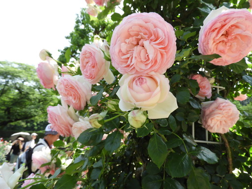 生田緑地ばら苑 059