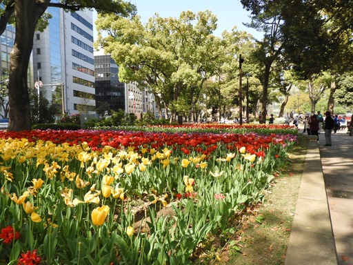 横浜公園 チューリップ 017