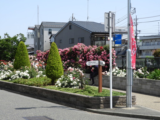 生田緑地ばら苑 001