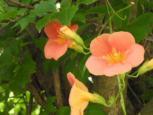 阿久和川 003ノウゼンカズラ