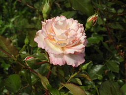 日比谷花壇大船フラワーセンター バラ 037