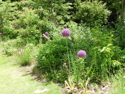 俣野別邸公園 028アリウム ギガンティウム