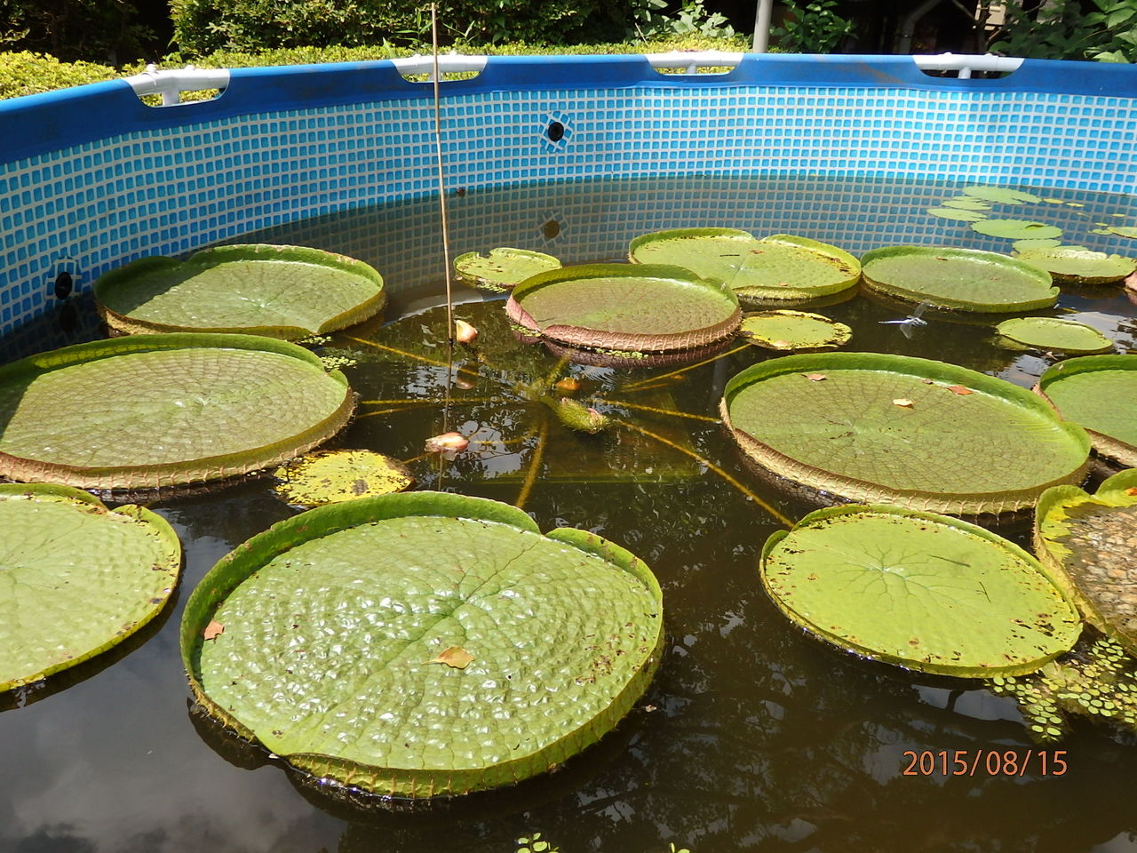 こども植物園 英連邦墓地 横浜市保土ヶ谷区 15 8 15 花 を ひ ろ う