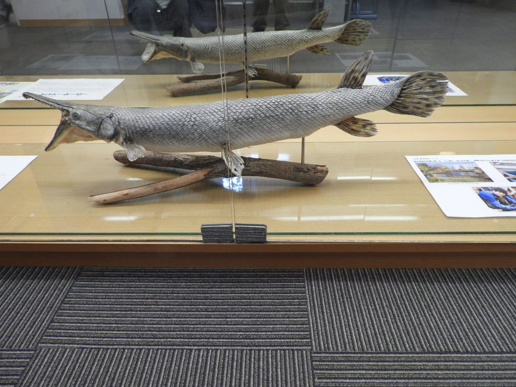 巨大淡水魚 アリゲーターガー 花 を ひ ろ う