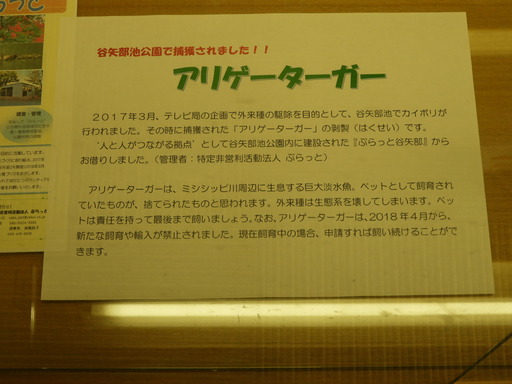 007アリゲーターガー