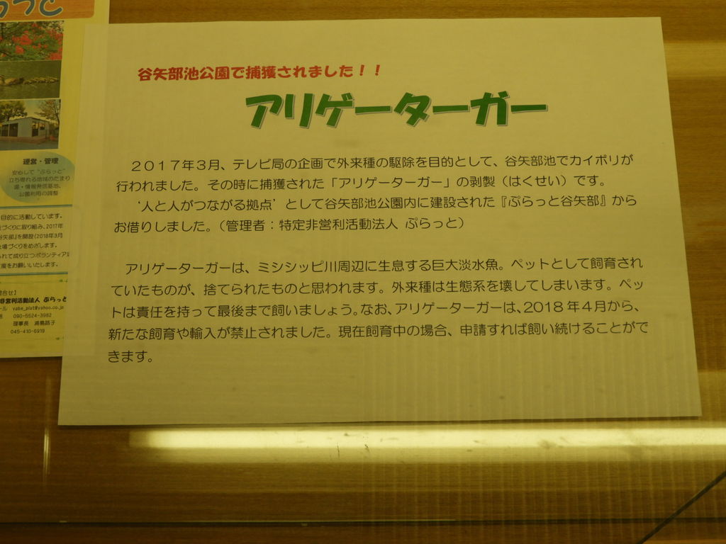 巨大淡水魚 アリゲーターガー 花 を ひ ろ う