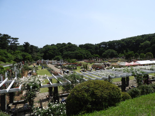 生田緑地ばら苑 019