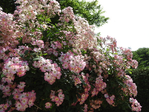 生田緑地ばら苑 064