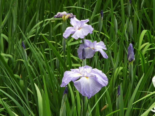 薬師池公園 ショウブ 120