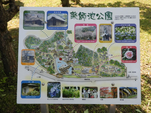 薬師池公園 ショウブ 045