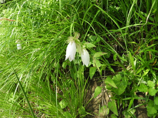 鎌倉 十二所神社 031ホタルブクロ