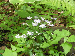 俣野別邸公園 007ミヤキワスレ