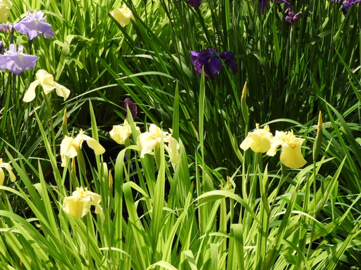 薬師池公園 ショウブ 103