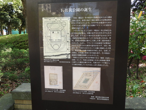 横浜公園 チューリップ 045