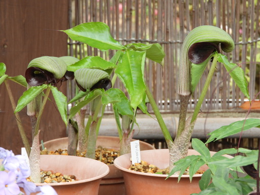 123ムサシアブミ