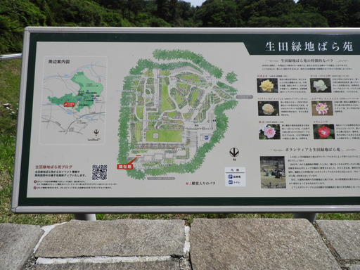 生田緑地ばら苑 021