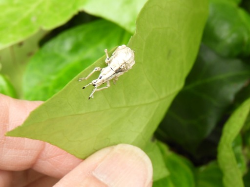 008シロコブゾウムシ