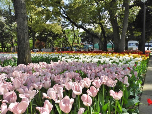 横浜公園 チューリップ 057