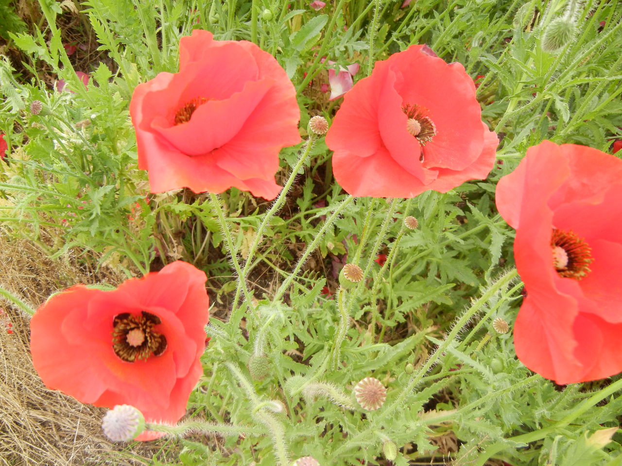 ポピー ひなげし 虞美人草 花 を ひ ろ う