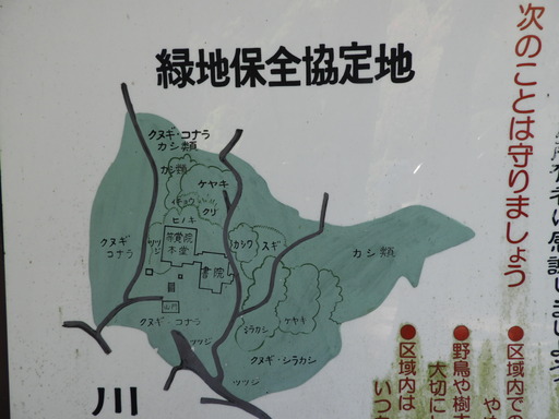 020等覚院緑地の樹木