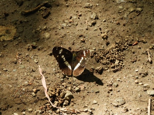 薬師池公園 イチモンジチョウ 024