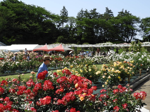生田緑地ばら苑 081