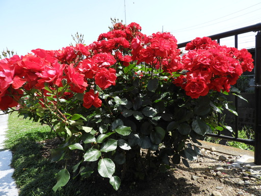 生田緑地ばら苑 012