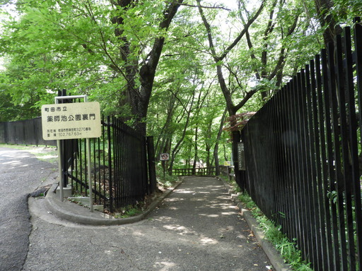 薬師池公園 ショウブ 001