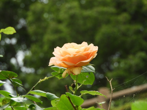 金沢自然公園 020