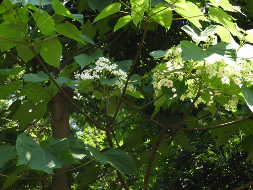 アブラギリ 花2018.05.22 003