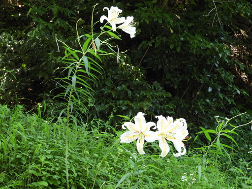 鎌倉 十二所神社 027ヤマユリ