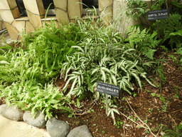 094フイリイノモトソウ