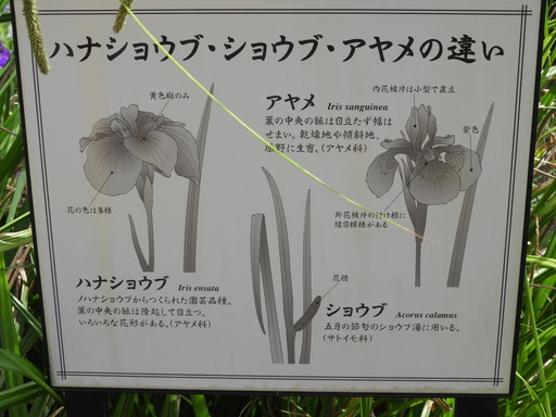 日比谷花壇大船フラワーセンター 008