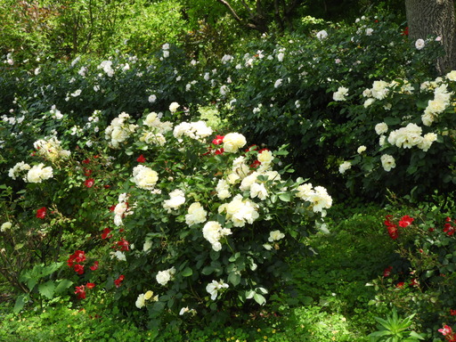 俣野別邸公園 034バラ