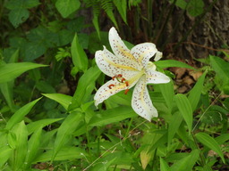 日比谷花壇大船フラワーセンター ヤマユリ049