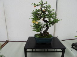 102第23回 春の盆栽展