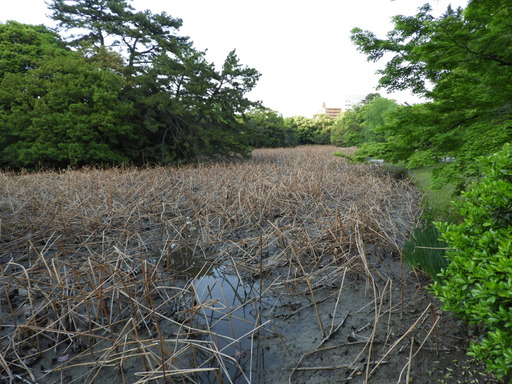 四国 145栗林公園