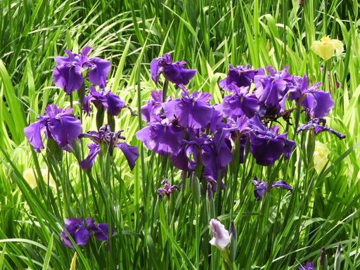 薬師池公園 ショウブ 101