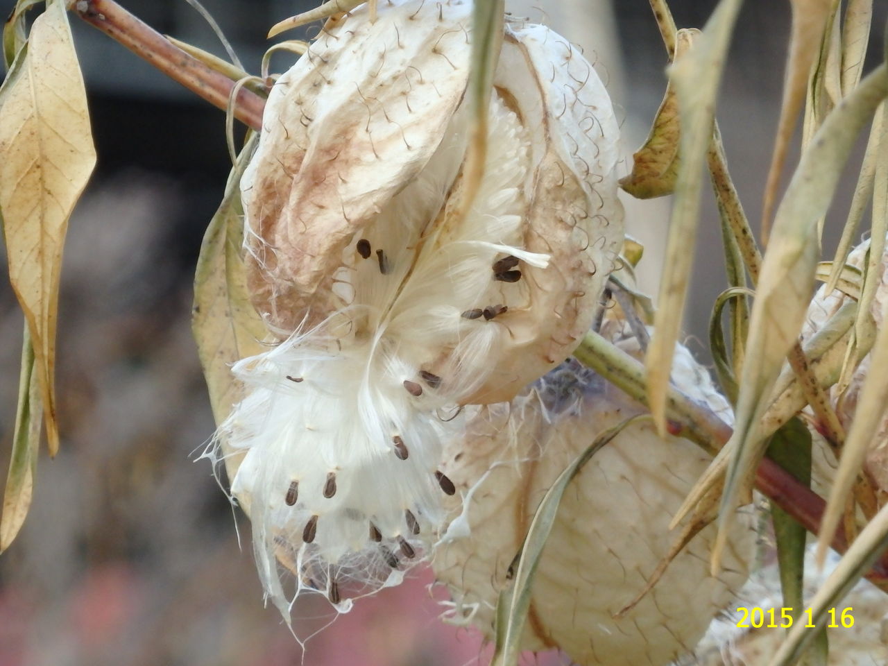 フウセントウワタ 風船唐綿 冬 花 を ひ ろ う