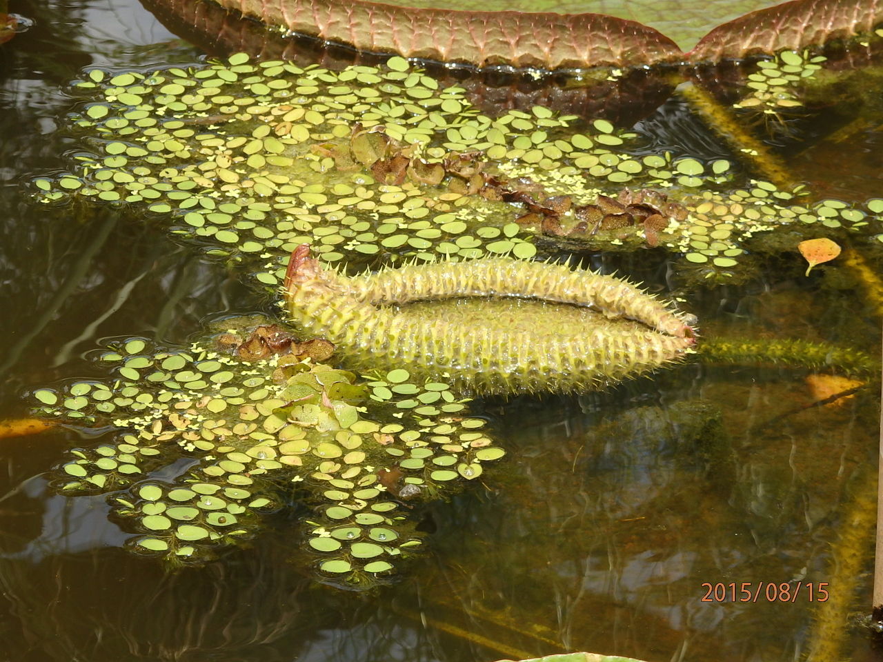 こども植物園 英連邦墓地 横浜市保土ヶ谷区 15 8 15 花 を ひ ろ う