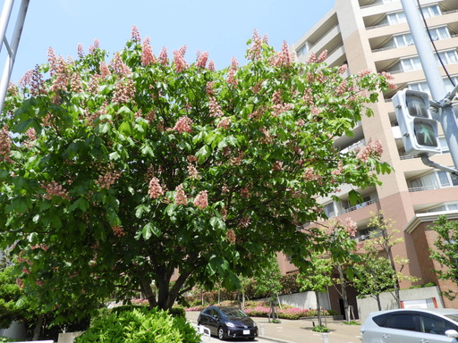 010ベニバナトチノキ 花