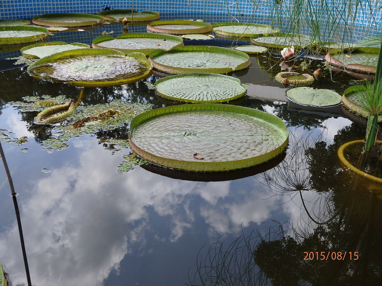 こども植物園 英連邦墓地 横浜市保土ヶ谷区 15 8 15 花 を ひ ろ う
