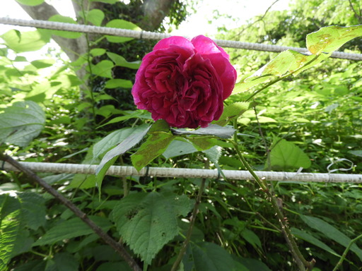 金沢自然公園 067