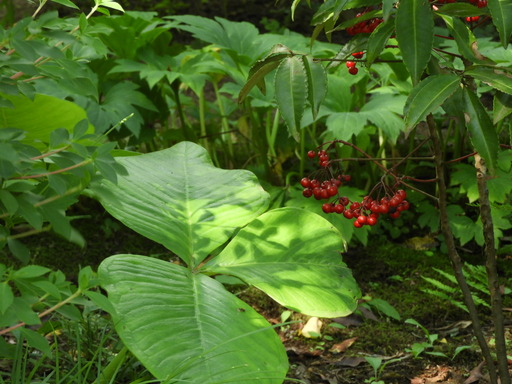 薬師池公園マンリョウ ムサシアブミ 047