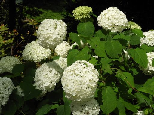 金沢自然公園 063アジサイ