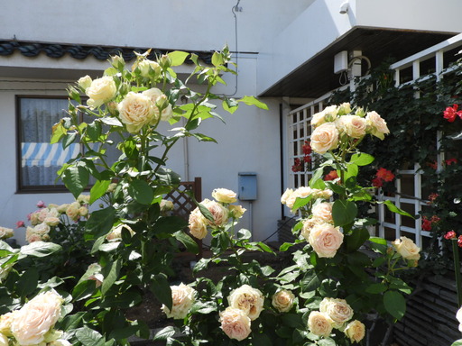 生田緑地ばら苑 030