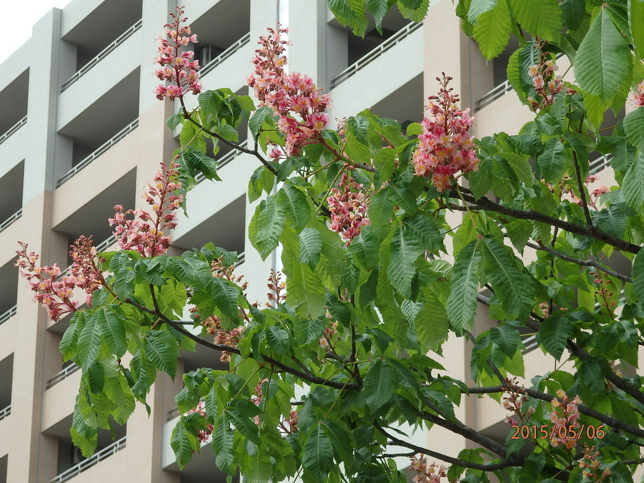 今日出逢った花々 ベニバナトチノキほか 花 を ひ ろ う 今日出逢った花々 ベニバナトチノキほか 花 を ひ ろ う