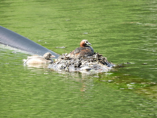 薬師池公園 カイツブリ? 040